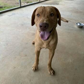 Yellow Labrador Retriever and Mixed Breed Dogs Available for Adoption - Brutus | PetCurious