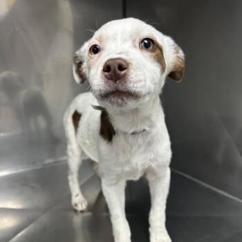 Australian Shepherd Dogs Available for Adoption - Sparky | PetCurious