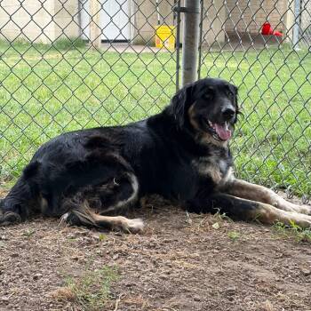 Little Man -  Collie and Mixed Breed Dog for Adoption in Tulsa, Oklahoma - Little Man | PetCurious