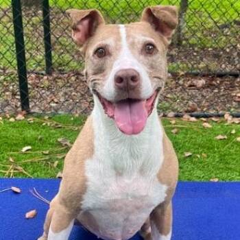Rescue Mixed Breed Dogs for Adoption in Palm Harbor, Florida - Maddie | PetCurious
