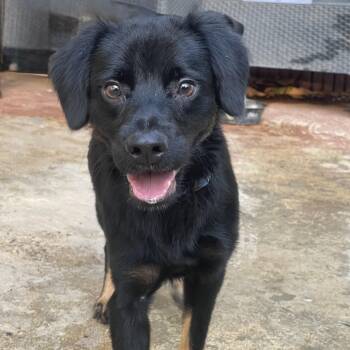 Smoke -  Mixed Breed Dog for Adoption in San Juan, San Juan - Smoke | PetCurious