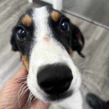 Hank -  Beagle and Mixed Breed Dog for Adoption in Fairfax Station, Virginia - Hank | PetCurious
