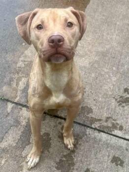 Mariposa -  Pit Bull Terrier Dog for Adoption in Chicago, Illinois - Mariposa | PetCurious