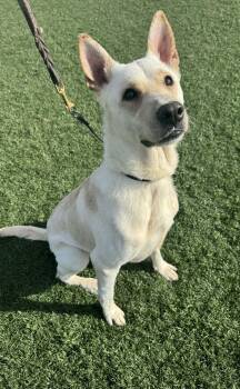 Steve -  German Shepherd Dog and Husky Dog for Adoption in Mico, Texas - Steve | PetCurious