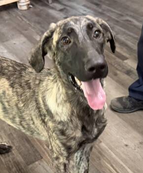 Duke DoorDash -  German Shepherd Dog Dog for Adoption in Andover, Massachusetts - Duke DoorDash | PetCurious