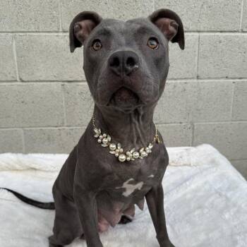 Pit Bull Terrier Dogs Available for Adoption in Los Angeles, California - Rita Hayworth | PetCurious