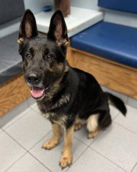 Brownie -  German Shepherd Dog Dog for Adoption in Buffalo, New York - Brownie | PetCurious