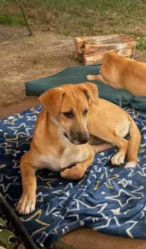 Charlie - Urgent Foster or Adopter -  Mixed Breed Dog for Adoption in Wantagh, New York - Charlie - Urgent Foster Or Adopter | PetCurious