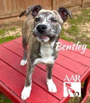 Dutch Shepherd and Mixed Breed Dogs Available for Adoption in Magnolia, Texas - Bentley | PetCurious