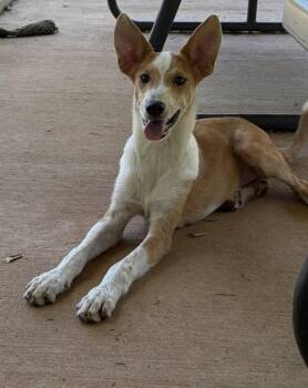 Barney -  Mixed Breed Dog for Adoption in Lawrenceburg, Tennessee - Barney | PetCurious