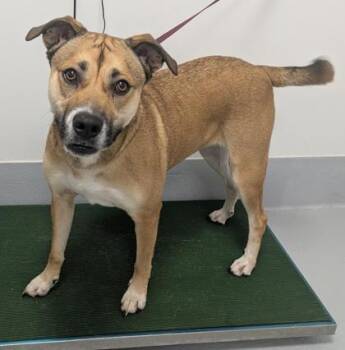 Rescue Labrador Retriever and Mixed Breed Dogs for Adoption in Cumming, Georgia - Goldie 1037-25 | PetCurious