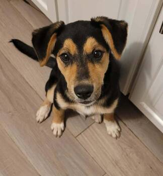 Matilda III -  German Shepherd Dog Dog for Adoption in Fredonia, Wisconsin - Matilda III | PetCurious