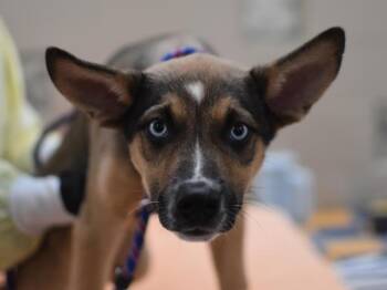 Dilly -  Shepherd Dog for Adoption in Portland, Oregon - Dilly | PetCurious