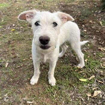 Rescue Border Terrier and Chihuahua Dogs for Adoption in Poway, California - Finley | PetCurious
