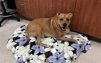 Rescue Labrador Retriever and Pit Bull Terrier Dogs for Adoption in Mckinleyville, California - TED | PetCurious