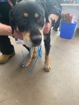 PJ -  Mixed Breed Dog for Adoption in Dallas, Texas - PJ | PetCurious