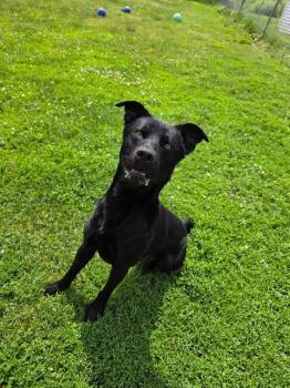 Gunner -  Labrador Retriever and Mixed Breed Dog for Adoption in Sprakers, New York - Gunner | PetCurious
