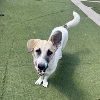 Rescue Cardigan Welsh Corgi and Mixed Breed Dogs for Adoption in Grand Junction, Colorado - Millie | PetCurious