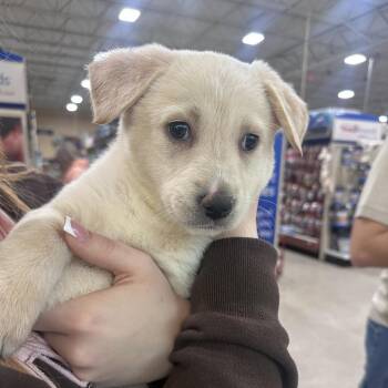 Shepherd and Mixed Breed Dogs Available for Adoption - FWT Chloe | PetCurious