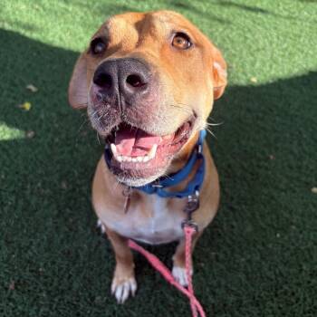 Oakley -  Mixed Breed Dog for Adoption in Austin, Texas - Oakley | PetCurious