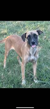 Keira -  Terrier and Black Mouth Cur Dog for Adoption in New Haven, Connecticut - Keira | PetCurious
