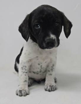 Labrador Retriever and Retriever Dogs Available for Adoption in New York, New York - Will Take Charge  | PetCurious