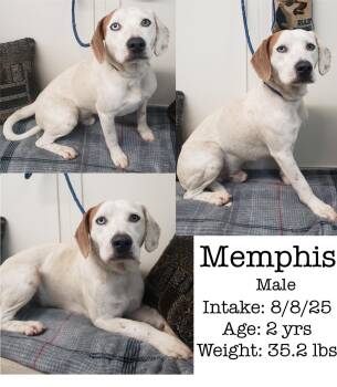 Rescue Beagle Dogs for Adoption in Staffordsville, Kentucky - Memphis | PetCurious