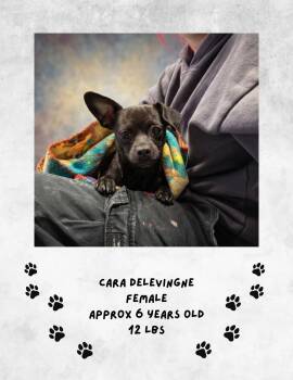 Cara Delevigne -  Chihuahua Dog for Adoption in Las Vegas, New Mexico - Cara Delevigne | PetCurious