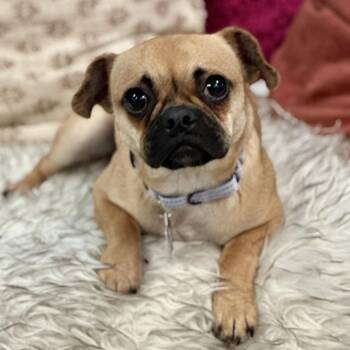 Lucy -  Pug and Mixed Breed Dog for Adoption in San Francisco, California - Lucy | PetCurious