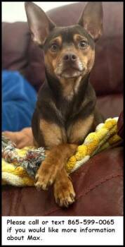Max -  Chihuahua and Miniature Pinscher Dog for Adoption in Oak Ridge, Tennessee - Max | PetCurious