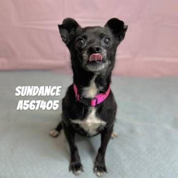 Chihuahua and Mixed Breed Dogs Available for Adoption - SUNDANCE | PetCurious
