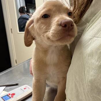 Labrador Retriever and Mixed Breed Dogs Available for Adoption - Honeycrisp | PetCurious