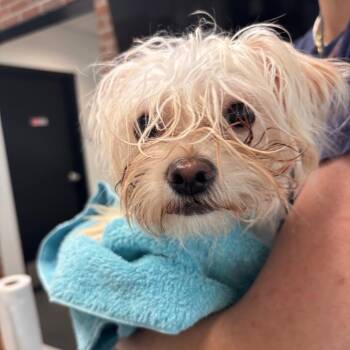 LVH-Stray-14191 -  Maltese Dog for Adoption in Allentown, Pennsylvania - LVH-Stray-14191 | PetCurious