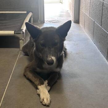 Oakley -  Husky and Mixed Breed Dog for Adoption in Yuma, Arizona - Oakley | PetCurious