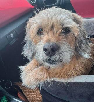 Pepper Jean -  Shih Tzu and Terrier Dog for Adoption in Shawnee, Oklahoma - Pepper Jean | PetCurious