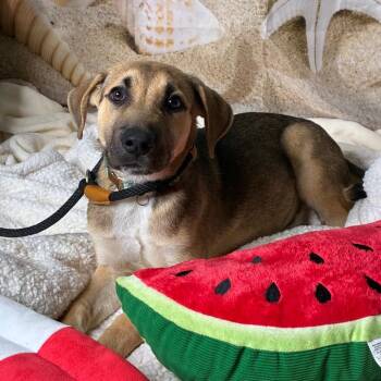 Rusher -  German Shepherd Dog and Mixed Breed Dog for Adoption in Brownsboro, Alabama - Rusher | PetCurious