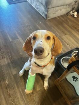 Rescue Bloodhound Dogs for Adoption in Port Orange, Florida - Oliver (hound Puppy) Read Bio- *video* So Sweet! | PetCurious