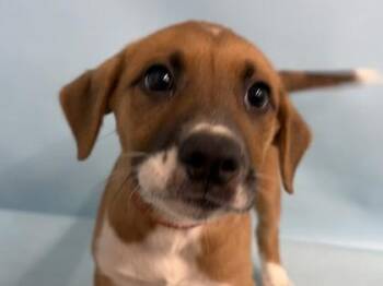 Macaroon -  Shepherd and Mixed Breed Dog for Adoption in Golden Valley, Minnesota - Macaroon | PetCurious