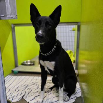 Athena -  German Shepherd Dog and Belgian Shepherd Malinois Dog for Adoption in San Jacinto, California - Athena | PetCurious