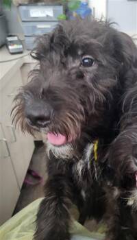 ROXY -  Mixed Breed Dog for Adoption in Dallas, Texas - ROXY | PetCurious