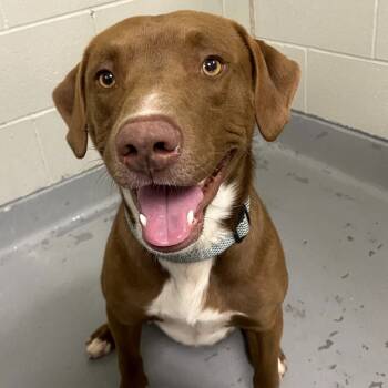 Rescue Mixed Breed Dogs for Adoption in Batavia, Ohio - Chucky | PetCurious