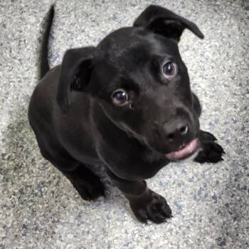 Goose -  Labrador Retriever Dog for Adoption - Goose | PetCurious