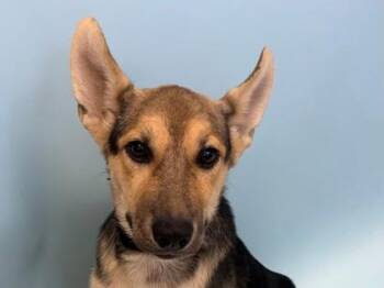 Beverly -  Australian Kelpie and Mixed Breed Dog for Adoption in Woodbury, Minnesota - Beverly | PetCurious