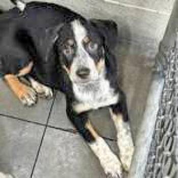 Rescue Australian Cattle Dog Blue Heeler Dogs for Adoption in Portsmouth, Ohio - Muppet | PetCurious
