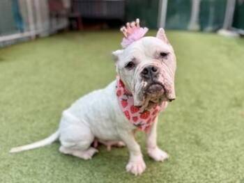Wisteria -  Mixed Breed Dog for Adoption in New York, New York - Wisteria | PetCurious