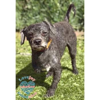 Miniature Poodle Dogs Available for Adoption - Ziggy COH | PetCurious