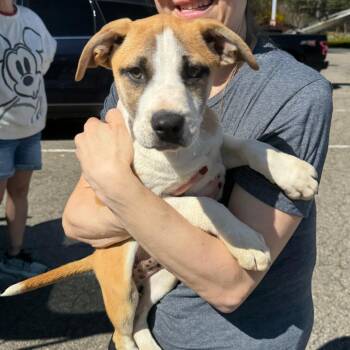 Treeing Walker Coonhound and Black Mouth Cur Dogs Available for Adoption in Eastford, Connecticut - NY Linden Avail Apr 25 (Tractor Supply Patterson NY) | PetCurious
