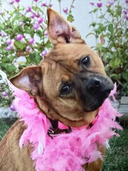 Roxy/2 -  Terrier Dog for Adoption in Hutchinson, Kansas - Roxy/2 | PetCurious