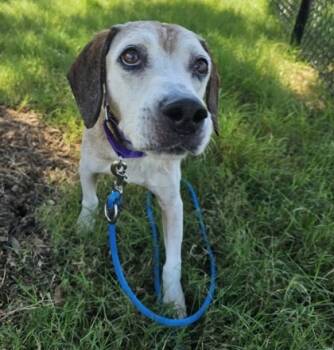 Rescue Beagle and Mixed Breed Dogs for Adoption in Dallas, Texas - Stoney | PetCurious