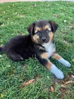 Archer -  Collie and Golden Retriever Dog for Adoption in Phoenix, Arizona - Archer | PetCurious
